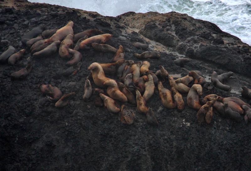 Hwy 101 Oregon Pacific Coast Sea Lions