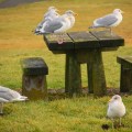 Hwy 101 Oregon Pacific Coast Seagulls