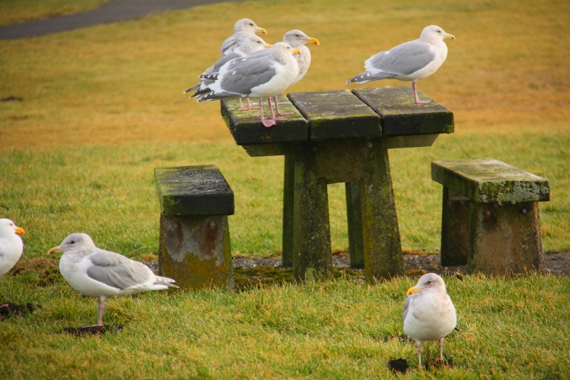 Hwy 101 Oregon Pacific Coast Seagulls