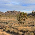 Joshua Tree forest Mojave Preserve
