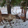 Prancer, Grouse Mountain
