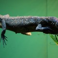blue spotted tree monitor