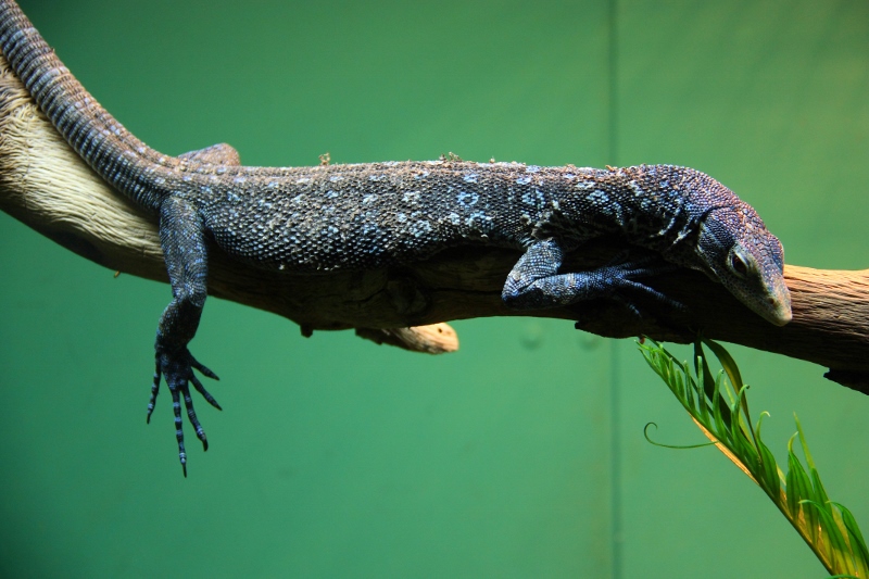 blue spotted tree monitor