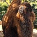 camel san diego zoo