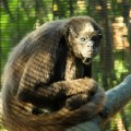 colombian brown spider monkey