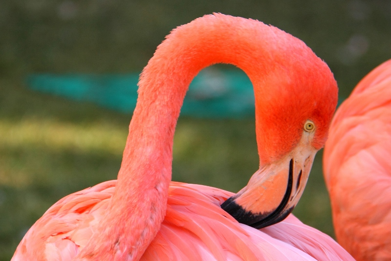 flamingo san diego zoo