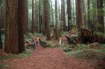 hiking through redwoods