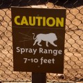 lion spray warning at san diego zoo