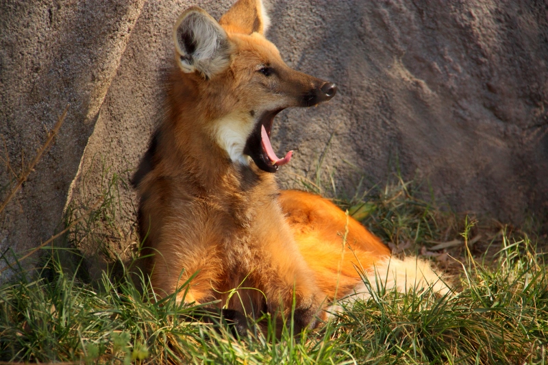 maned wolf