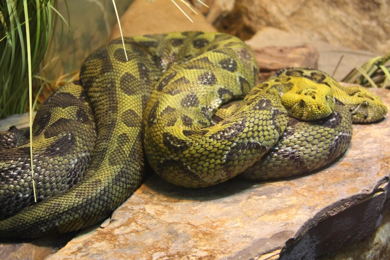 mountain viper snake