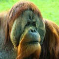orangutan