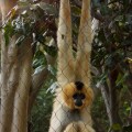 red cheeked gibbon