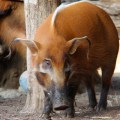 red river hog