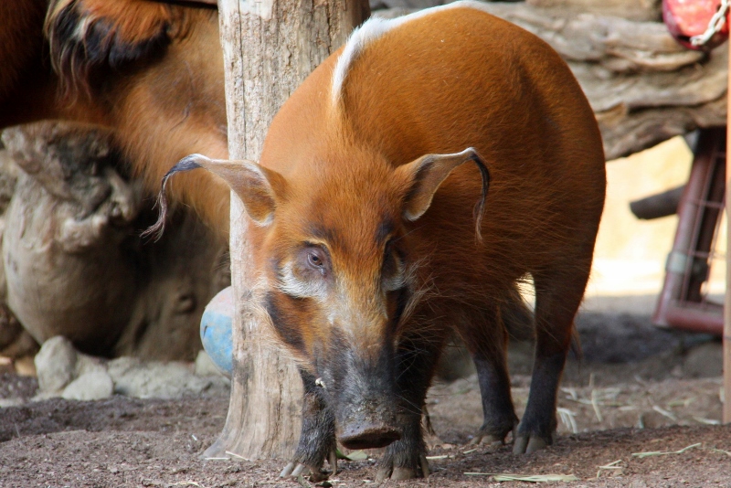 red river hog
