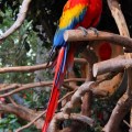 scarlet macaw