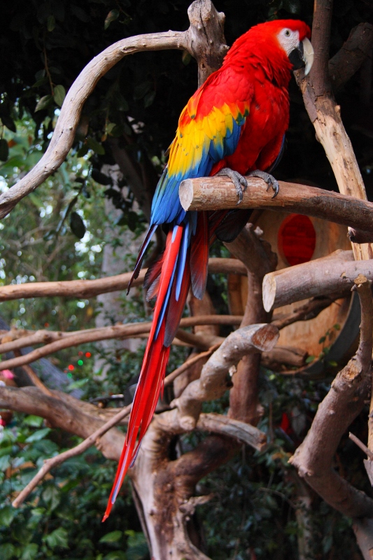 scarlet macaw