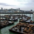sea lions at san francisco wharf