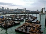 sea lions at san francisco wharf