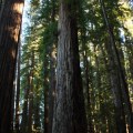 tallest redwood tree in stout grove