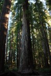 tallest redwood tree in stout grove
