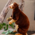 tree kangaroo