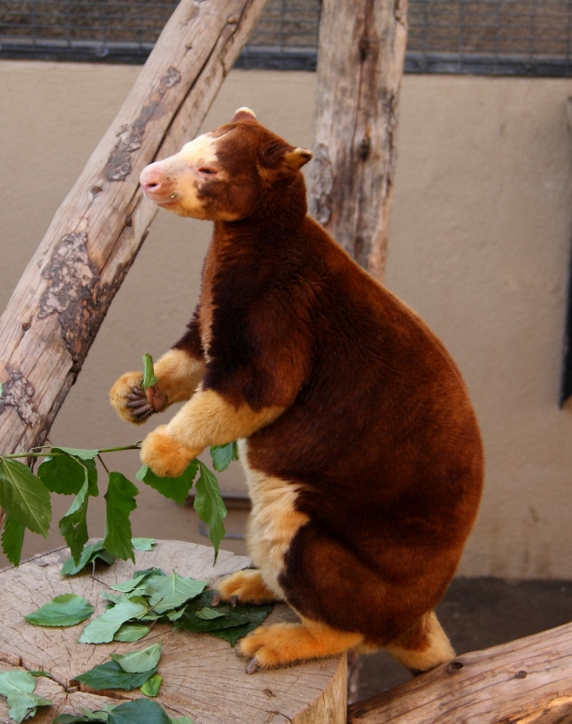 tree kangaroo