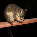 possum on porch