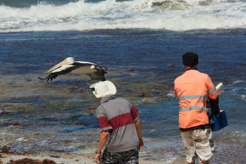 feeding the pelicans