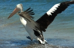 wilbinga pelican