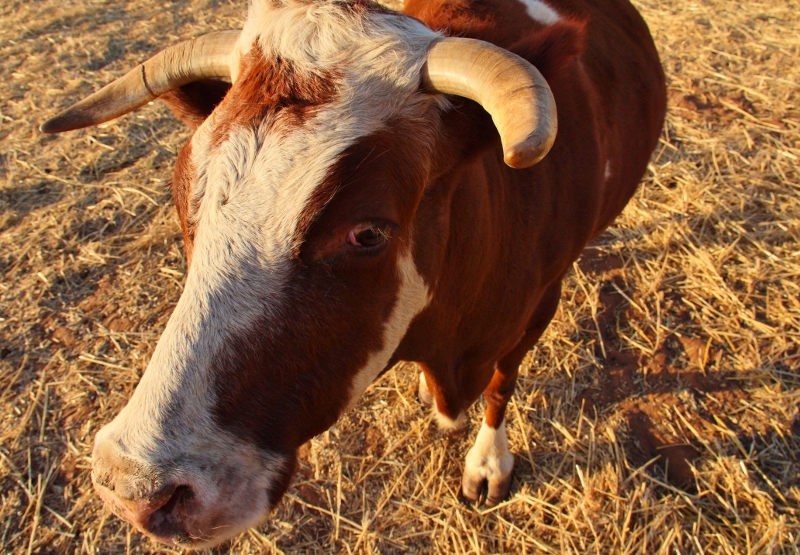 cow on the farm in moonyoonooka