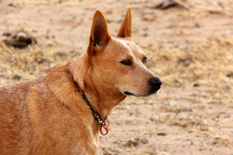 jewels the regal sheep dog