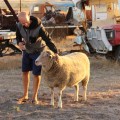patting mac the pet sheep