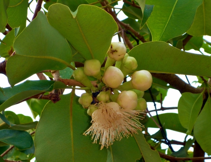 lady apple flower and young fruits