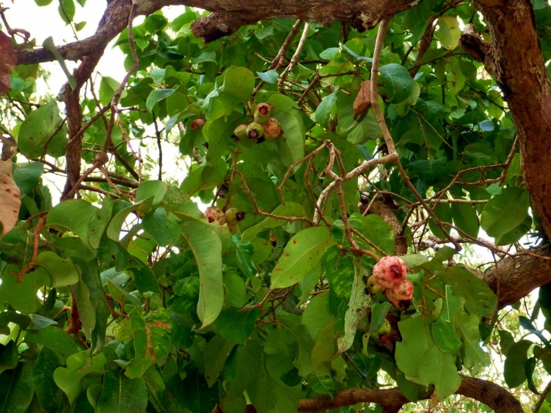 lady apple leaves and fruit