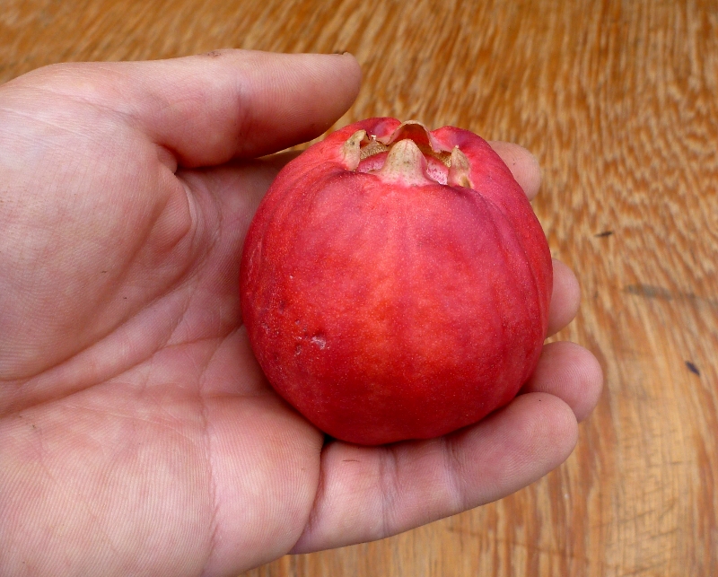 lady apple ripe fruit