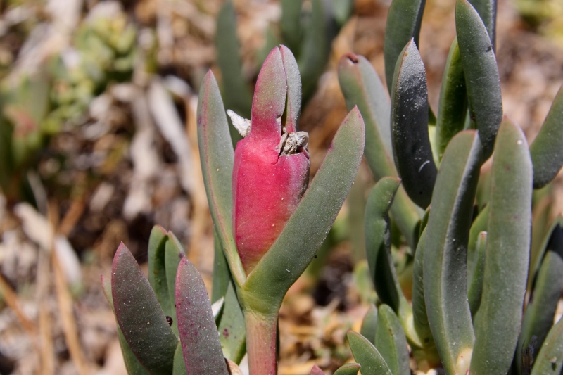 pigface fruit closeup salty