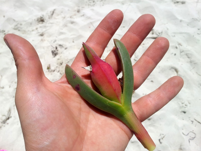 pigface ripe fruit with leaves