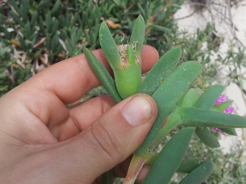 pigface unripe fruit