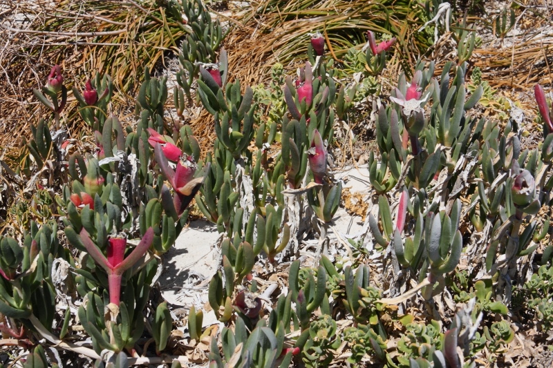 pigface with many ripe fruit and leaves