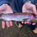 bigger trout closeup