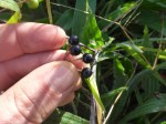 black nightshade ripe berries