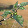 black nightshade