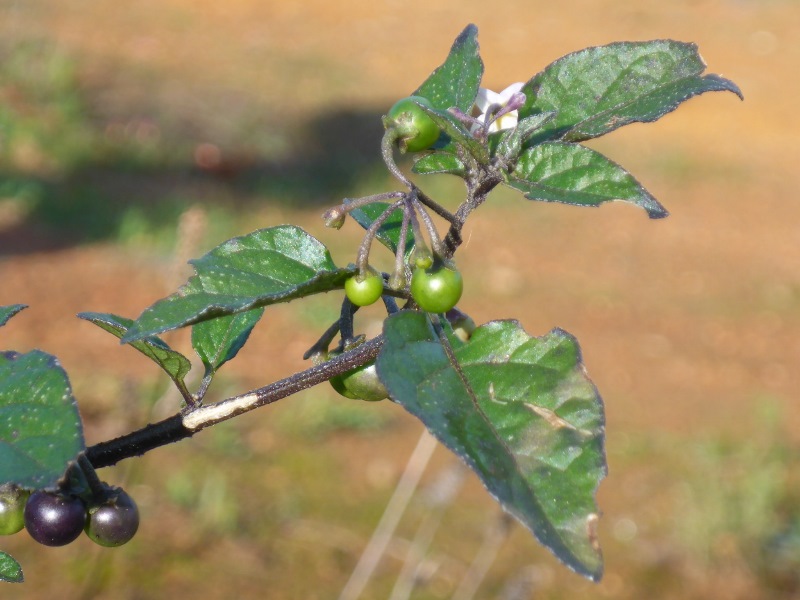 black nightshade