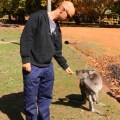 feeding kangaroos at balingup cheese factory