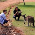 feeding kangaroos at heritage country cheese