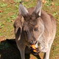 kangaroo eating carrot