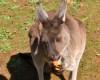 kangaroo eating carrot