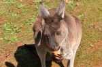 kangaroo eating carrot