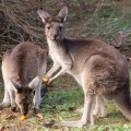 kangaroos eating carrot