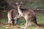 kangaroos eating carrot